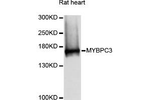 Western blot analysis of extracts of rat heart, using MYBPC3 antibody (ABIN6291566) at 1:3000 dilution. (MYBPC3 抗体)