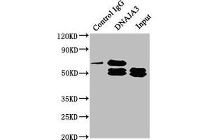 Immunoprecipitating DNAJA3 in Hela whole cell lysate Lane 1: Rabbit control IgG instead of ABIN7150498 in Hela whole cell lysate. (DNAJA3 抗体  (AA 86-184))
