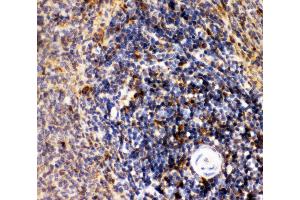 Anti-CD10 Picoband antibody,  IHC(P): Rat Spleen Tissue (MME 抗体  (AA 52-750))