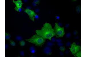 Anti-HSPA1A mouse monoclonal antibody (ABIN2453147) immunofluorescent staining of COS7 cells transiently transfected by pCMV6-ENTRY HSPA1A (RC200270). (HSP70 1A 抗体)