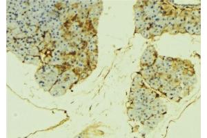 ABIN6276287 at 1/100 staining Mouse liver tissue by IHC-P. (alpha Fetoprotein 抗体  (C-Term))