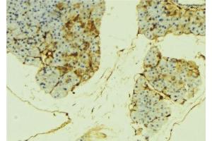 ABIN6276287 at 1/100 staining Mouse liver tissue by IHC-P.