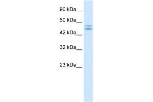 WB Suggested Anti-P2RX2 Antibody Titration:  0. (P2RX2 抗体  (N-Term))