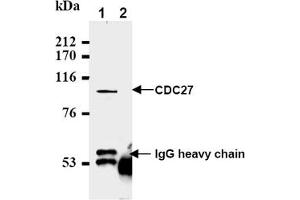 Western Blotting (WB) image for anti-Cell Division Cycle 27 Homolog (S. Cerevisiae) (CDC27) (AA 814-823), (C-Term) antibody (ABIN492595) (CDC27 抗体  (C-Term))