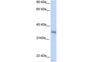 Image no. 1 for anti-Hexamthylene Bis-Acetamide Inducible 2 (HEXIM2) (N-Term) antibody (ABIN6743044) (HEXIM2 抗体  (N-Term))