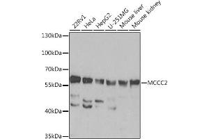 Western blot analysis of extracts of various cell lines, using MCCC2 Rabbit pAb  at 1:1000 dilution. (MCCC2 抗体  (AA 284-563))