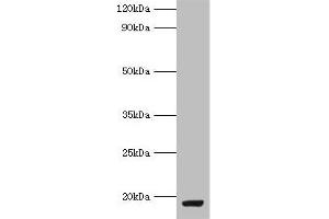 Western blot All lanes: MYDGF antibody at 9 μg/mL + MCF-7 whole cell lysate Secondary Goat polyclonal to rabbit IgG at 1/10000 dilution Predicted band size: 19 kDa Observed band size: 19 kDa (MYDGF 抗体  (AA 32-173))