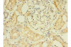 Immunohistochemistry of paraffin-embedded human kidney tissue using ABIN7175049 at dilution of 1:100 (C2ORF69 抗体  (AA 117-269))