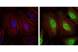 Immunofluorescence (IF) image for anti-Neural Precursor Cell Expressed, Developmentally Down-Regulated 8 (NEDD8) antibody (ABIN1108403)