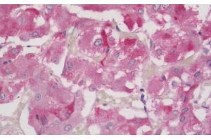 (ABIN185040) (5 μg/mL) staining of paraffin embedded Human Adrenal Gland. (FOXL2 抗体  (C-Term))