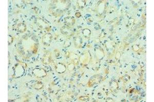 Immunohistochemistry of paraffin-embedded human kidney tissue using ABIN7160218 at dilution of 1:100 (MORF4L1 抗体  (AA 1-100))