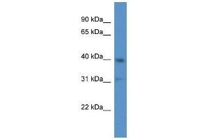 Western Blot showing Slc9a3r2 antibody used at a concentration of 1.