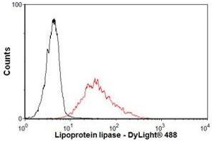 Image no. 1 for anti-Lipoprotein Lipase (LPL) antibody (ABIN1042621) (Lipoprotein Lipase 抗体)