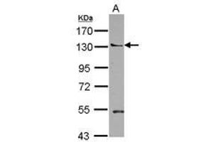Image no. 1 for anti-Pleckstrin Homology Domain Containing, Family A Member 5 (PLEKHA5) (N-Term) antibody (ABIN1494060) (PLEKHA5 抗体  (N-Term))