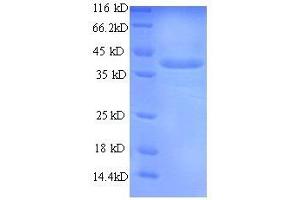 SDS-PAGE (SDS) image for Chymase 1, Mast Cell (CMA1) (AA 22-249), (full length) protein (His tag) (ABIN7478926)