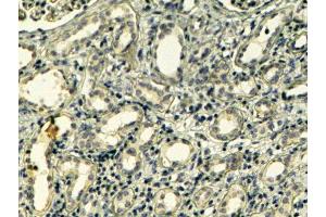 ABIN2560347 (4µg/ml) staining of paraffin embedded Human Kidney. (Tensin 1 抗体  (C-Term))