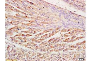 Formalin-fixed and paraffin embedded mouse embryonic muscle labeled with Anti-NLRX1 Polyclonal Antibody, Unconjugated (ABIN1385925) at 1:200 followed by conjugation to the secondary antibody and DAB staining (NLRX1 抗体  (AA 111-210))