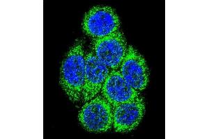 Confocal immunofluorescent analysis of CYP3A43 Antibody (Center) (ABIN652422 and ABIN2842088) with 293 cell followed by Alexa Fluor 488-conjugated goat anti-rabbit lgG (green). (CYP3A4 抗体  (AA 242-270))