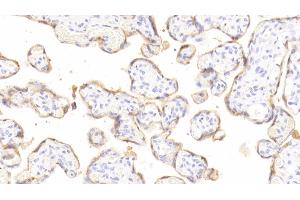 Detection of GH in Human Placenta Tissue using Polyclonal Antibody to Growth Hormone (GH) (Growth Hormone 1 抗体  (AA 28-217))