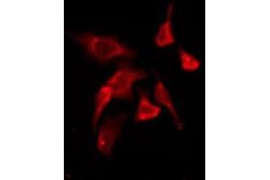 ABIN6276200 staining HepG2 by IF/ICC. (P2RY11 抗体  (C-Term))