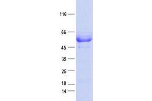 Validation with Western Blot (CCDC97 Protein (DYKDDDDK Tag))