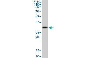 Western Blotting (WB) image for anti-Survival Motor Neuron Domain Containing 1 (SMNDC1) (AA 1-238) antibody (ABIN523696)