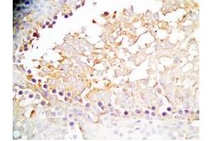 Rat testis tissue was stained by Rabbit Anti-INSL6 C Peptide (Human) Antibody (INSL6 抗体  (Preproprotein))