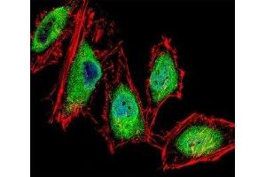 Fluorescent confocal image of HeLa cells stained with RUNX3 antibody. (RUNX3 抗体  (AA 168-197))