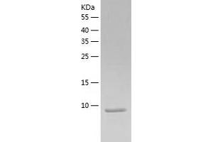 Western Blotting (WB) image for Chemokine (C Motif) Ligand 1 (XCL1) (AA 22-114) protein (His tag) (ABIN7122257) (XCL1 Protein (AA 22-114) (His tag))