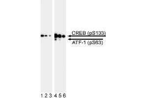Western blot analysis of CREB (pS133) / ATF-1 (pS63). (CREB and ATF-1 (pSer133) 抗体)
