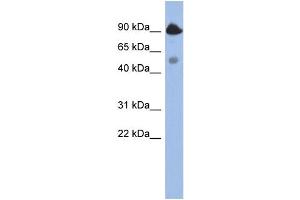 WB Suggested Anti-BCL2L13  Antibody Titration: 0. (BCL2L13 抗体  (Middle Region))
