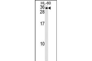 MS4A7 Antibody (Center) (ABIN1537837 and ABIN2848607) western blot analysis in HL-60 cell line lysates (35 μg/lane). (MS4A7 抗体  (AA 137-164))