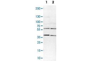 Western Blot analysis of Lane 1: NIH-3T3 cell lysate (mouse embryonic fibroblast cells) and Lane 2: NBT-II cell lysate (Wistar rat bladder tumor cells) with SMARCE1 polyclonal antibody . (SMARCE1 抗体)