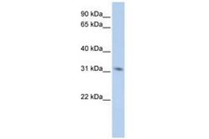 Image no. 1 for anti-N-Methylpurine-DNA Glycosylase (MPG) (C-Term) antibody (ABIN6740899) (MPG 抗体  (C-Term))