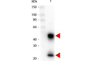 Western Blot of Peroxidase conjugated Goat anti-Mouse IgG antibody. (山羊 anti-小鼠 IgG (Heavy & Light Chain) Antibody (HRP))