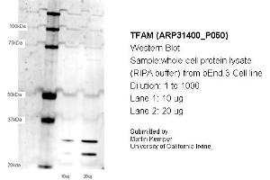 Western Blotting (WB) image for anti-Transcription Factor A, Mitochondrial (TFAM) (N-Term) antibody (ABIN2777277) (TFAM 抗体  (N-Term))