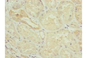 Immunohistochemistry of paraffin-embedded human kidney tissue using ABIN7154838 at dilution of 1:100 (NYS48/HAUS8 抗体  (AA 166-410))