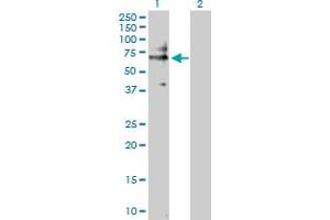 Western Blot analysis of CD19 expression in transfected 293T cell line by CD19 MaxPab polyclonal antibody. (CD19 抗体  (AA 1-556))