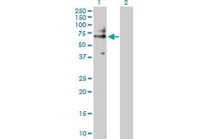 Western Blot analysis of CD19 expression in transfected 293T cell line by CD19 MaxPab polyclonal antibody.