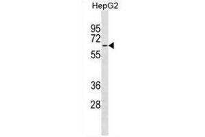 MFSD4 Antibody (Center) (ABIN1881541 and ABIN2838615) western blot analysis in HepG2 cell line lysates (35 μg/lane). (MFSD4 抗体  (AA 262-290))