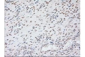 Immunohistochemical staining of paraffin-embedded colon tissue using anti-GAD1mouse monoclonal antibody.