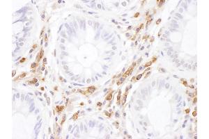 Immunohistochemistry (IHC) image for anti-Intercellular Adhesion Molecule 3 (ICAM3) (AA 497-547) antibody (ABIN7455023) (ICAM-3/CD50 抗体  (AA 497-547))