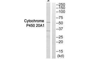 Western blot analysis of extracts from Jurkat cells, using Cytochrome P450 20A1 antibody.