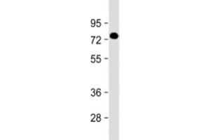 Western blot testing of human placenta lysate with PGLYRP2 antibody at 1:2000. (PGLYRP2 抗体  (AA 75-107))