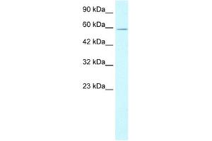 XRCC5 antibody used at 1. (XRCC5 抗体)