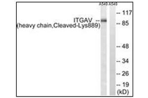 Western blot analysis of extracts from A549 cells, treated with etoposide 25uM 1h, using ITGAV (heavy chain,Cleaved-Lys889) Antibody. (CD51 抗体  (C-Term))