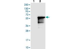 Western blot analysis of Lane 1: Negative control (vector only transfected HEK293T lysate), Lane 2: Over-expression Lysate (Co-expressed with a C-terminal myc-DDK tag (~3. (KLF17 抗体)