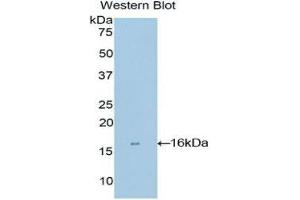 Western Blotting (WB) image for anti-Matrix Gla Protein (MGP) (AA 1-103) antibody (ABIN1859811) (MGP 抗体  (AA 1-103))