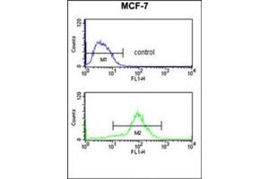 Flow cytometry analysis of MCF-7 cells using MOB2 / HCCA2 Antibody (N-term) Cat. (MOB2 抗体  (N-Term))