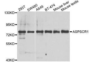Western blot analysis of extracts of various cell lines, using ASPSCR1 antibody. (ASPSCR1 抗体  (AA 284-553))